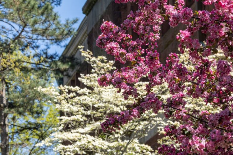 Pink and white flower buds
