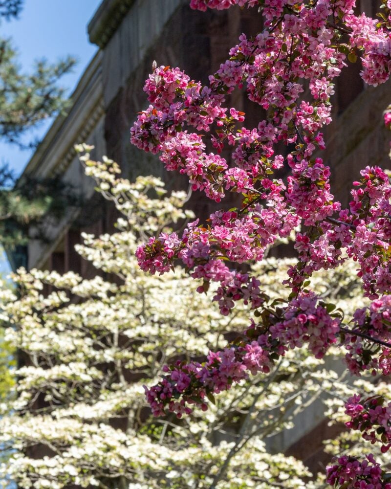 Pink and white flower buds