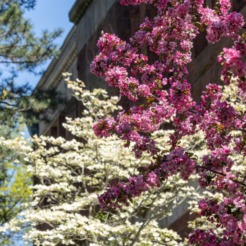 Pink and white flower buds