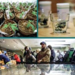 Collage of cannabis-related photos.