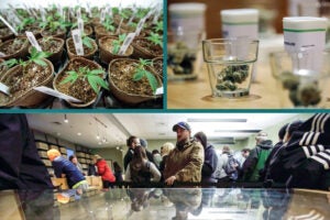Collage of cannabis-related photos.