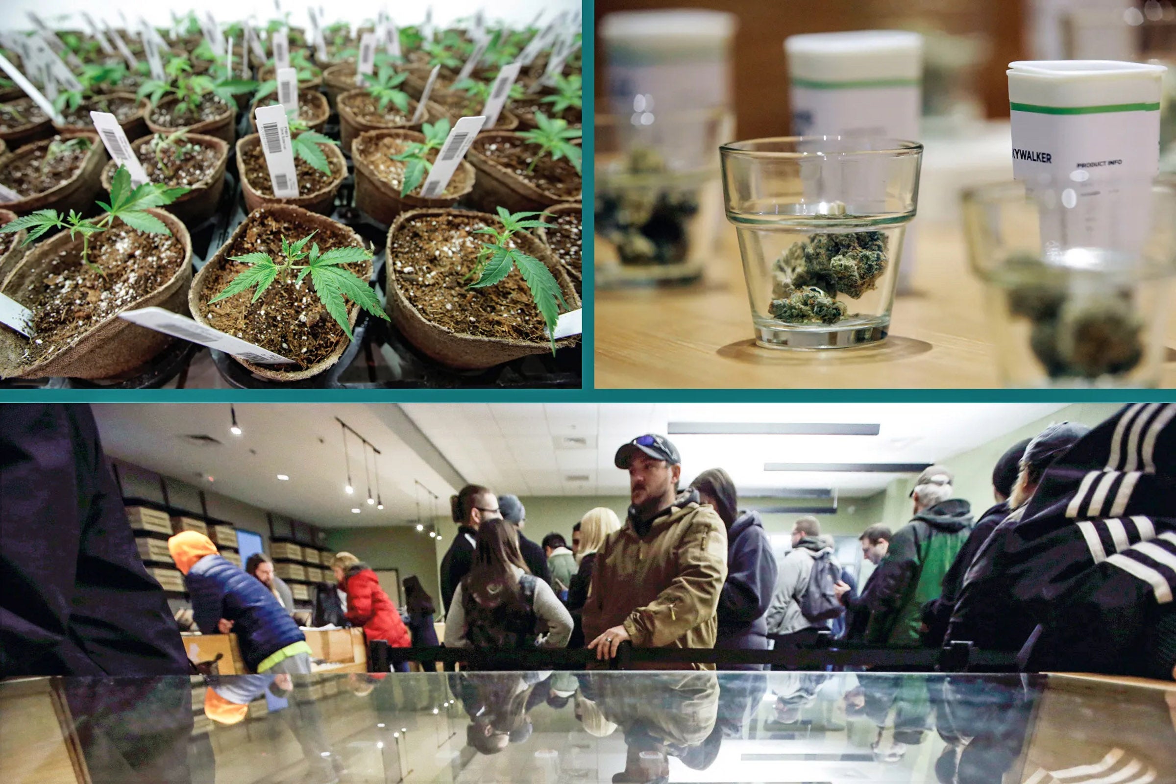 Featured image for Was legal pot a good idea? article