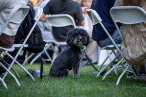 A dog looks out behind some chairs at an outside event.