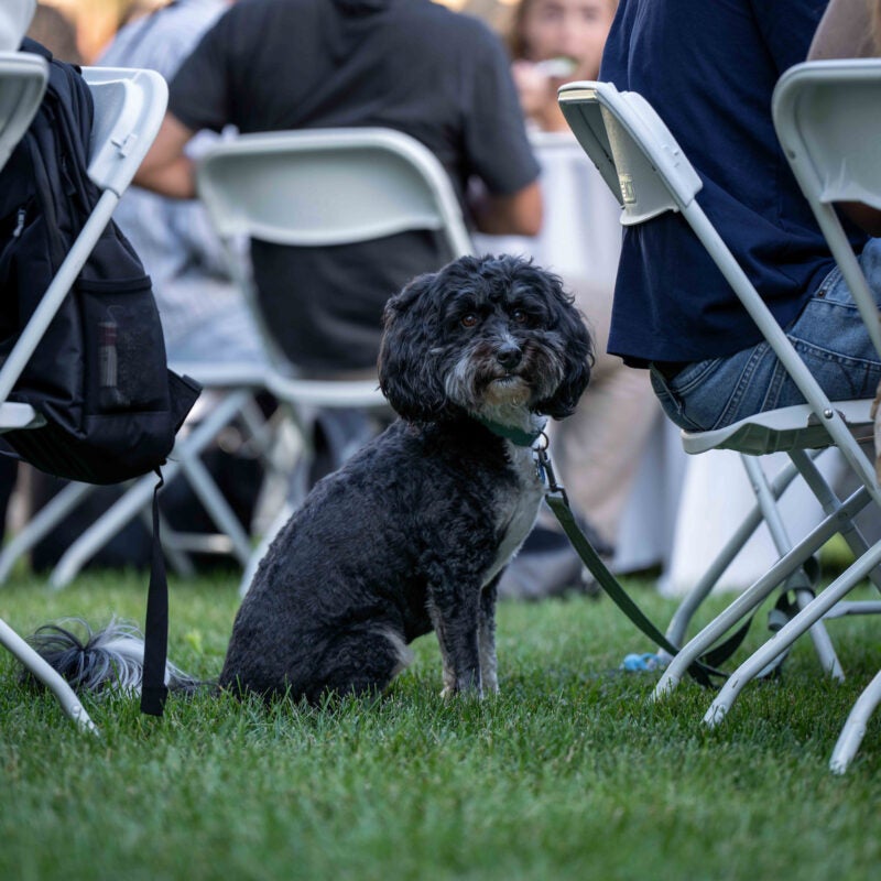 A dog looks out behind some chairs at an outside event.