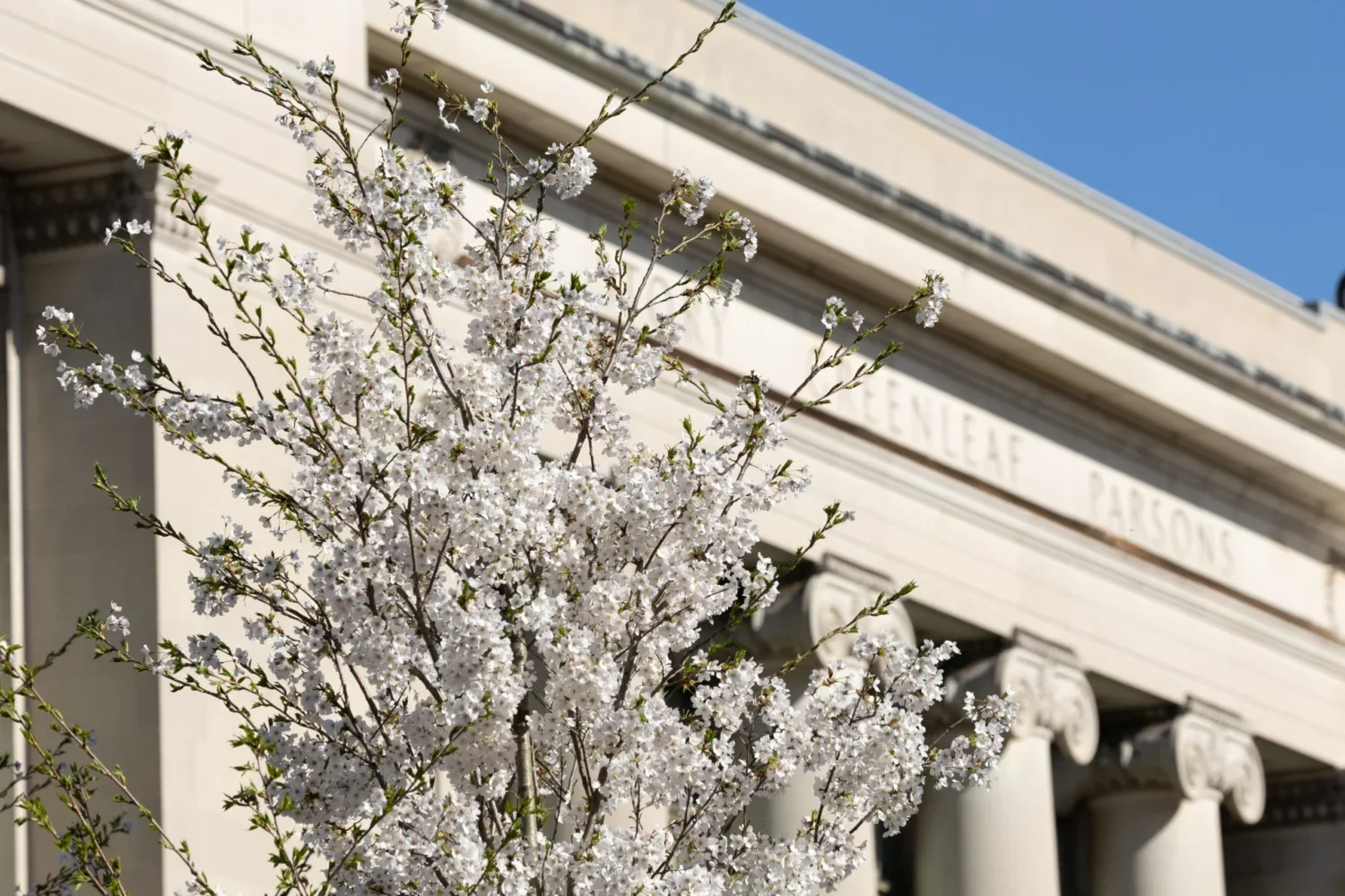 Blooming flowers covering the front of Langdell Hall