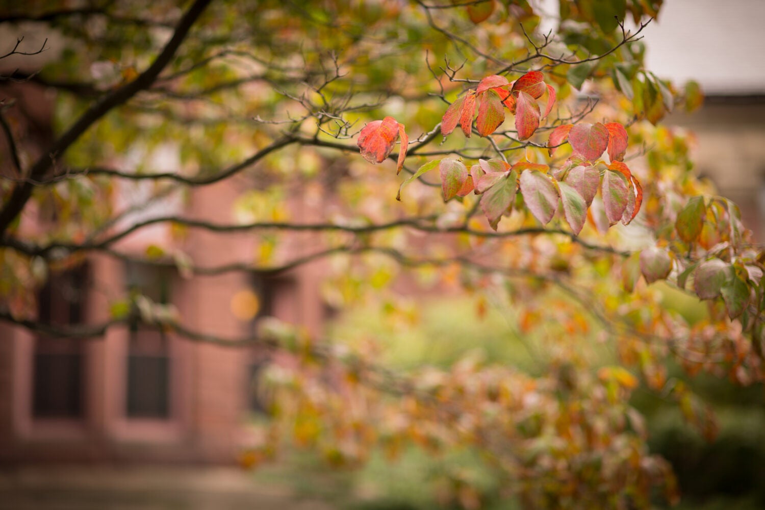 Fall leaves in front of building.