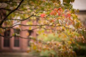 Fall leaves in front of building.