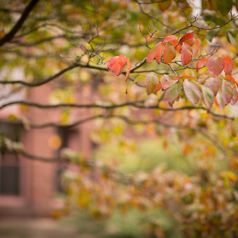 fall leaves in front of building.