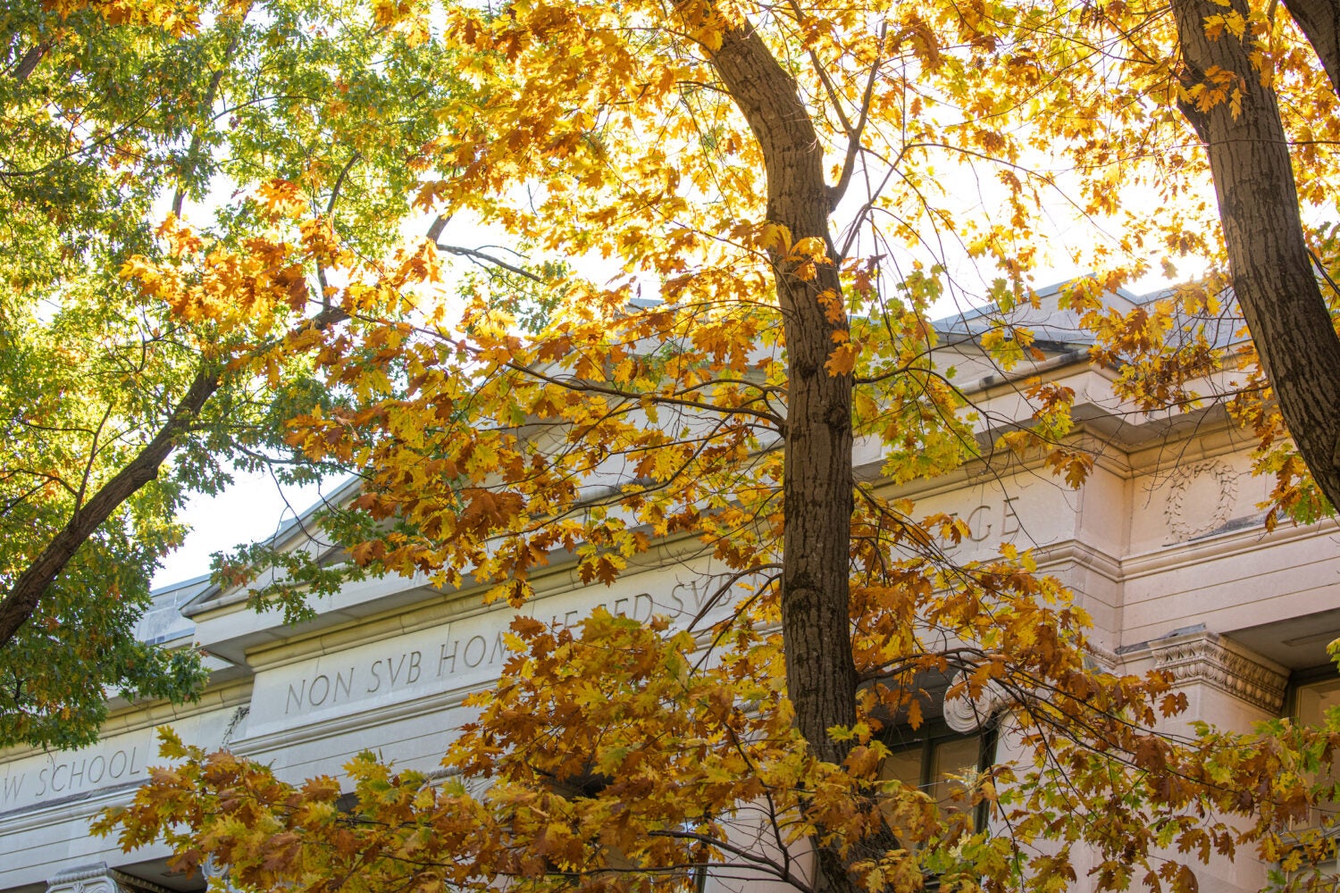 Fall leaves in front of Langdell