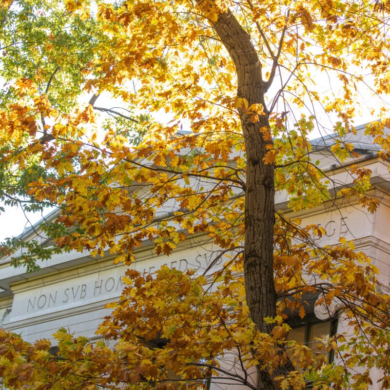 Fall leaves in front of Langdell