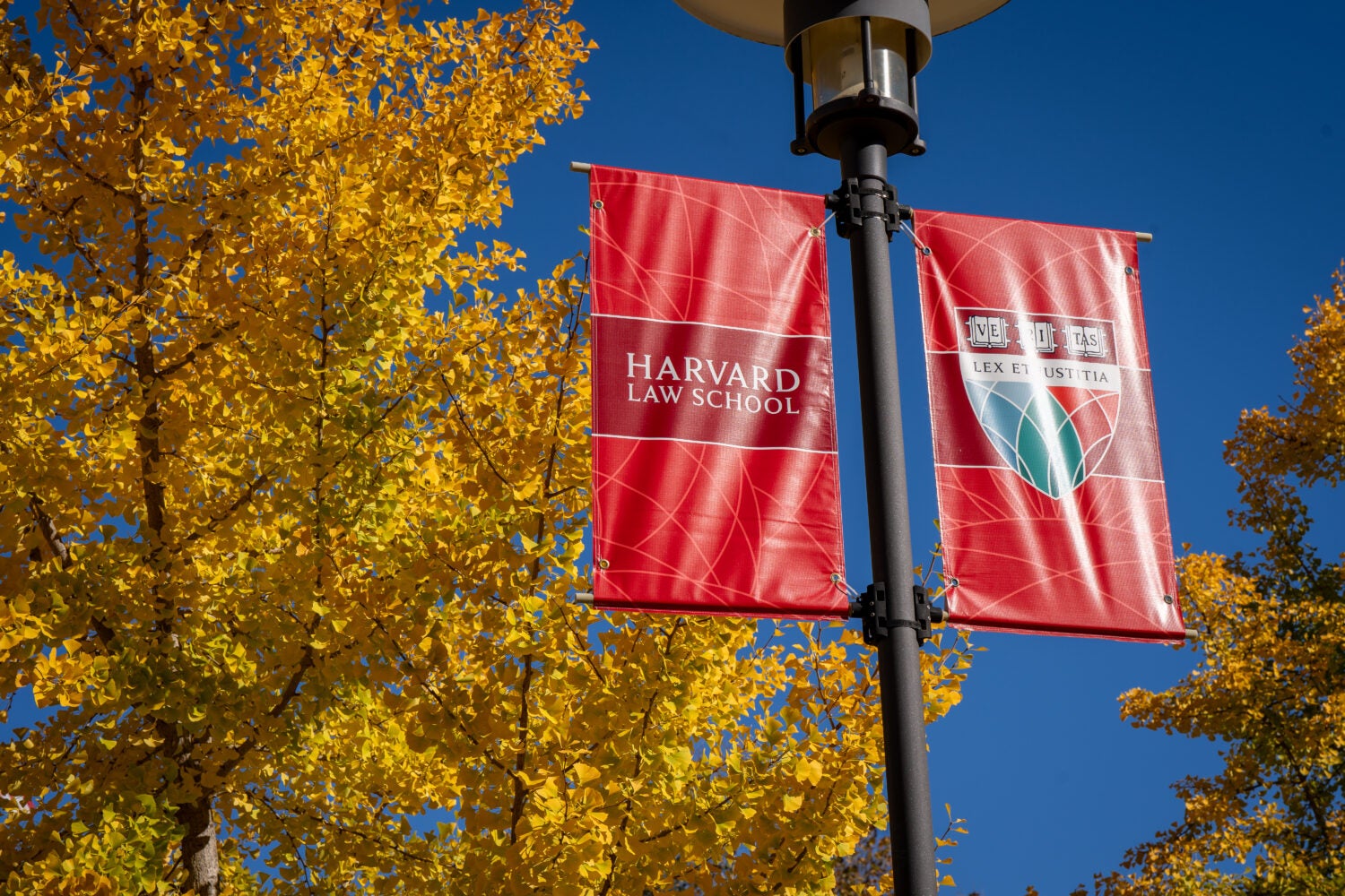 Harvard shield on red banner next to fall trees