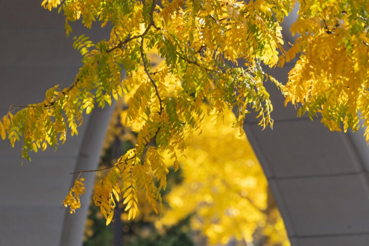 Yellow leaves in front of a stone archway.