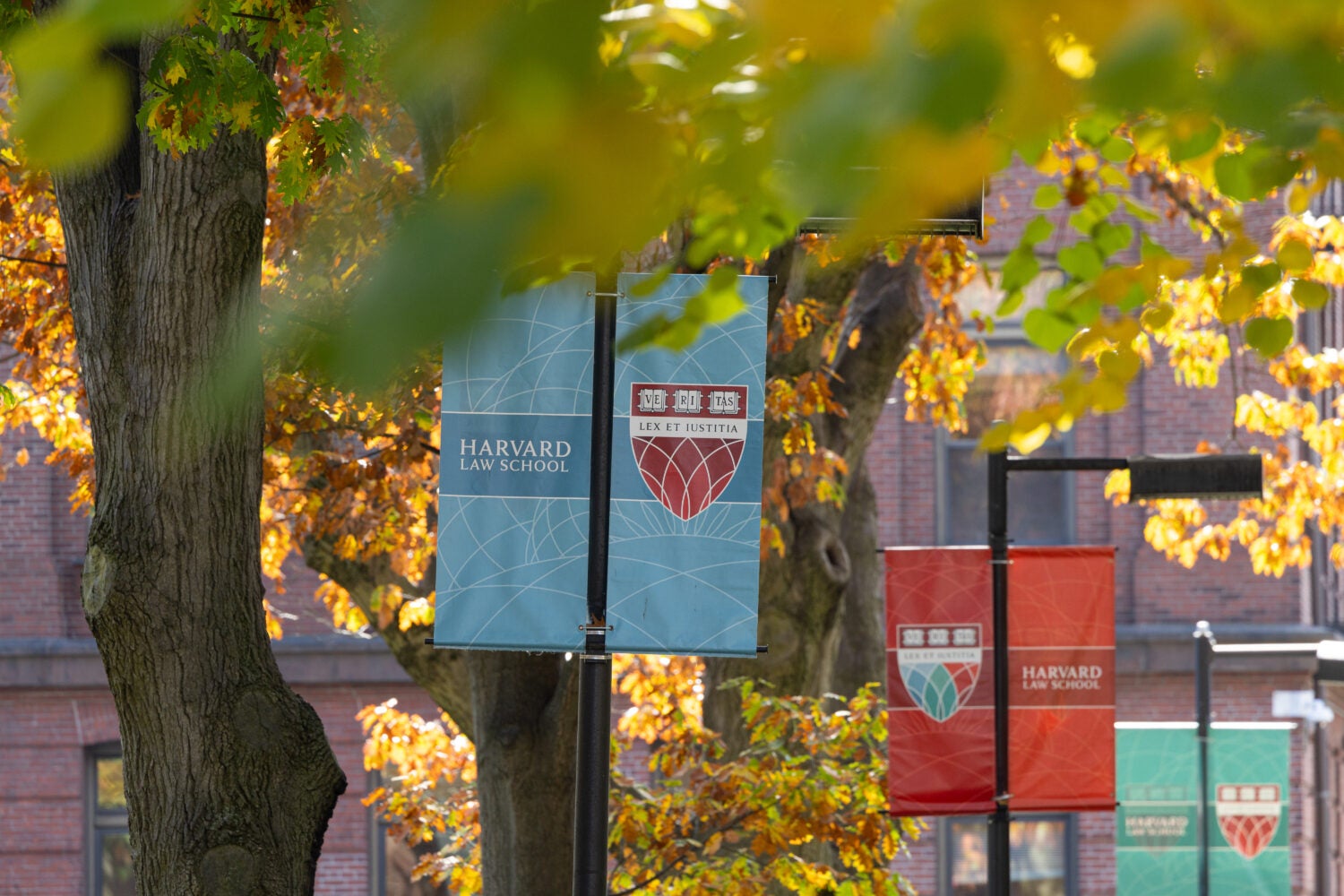Harvard shield on blue, red, and teal banners next to fall leaves