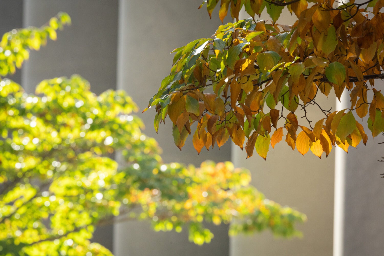 Fall leaves in front of Langdell