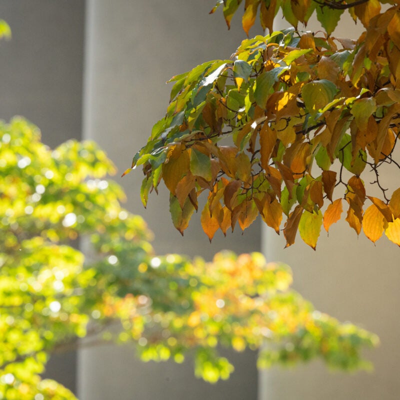 Fall leaves in front of building