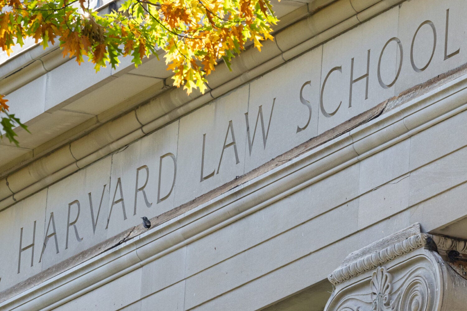 Harvard Law School building with fall trees
