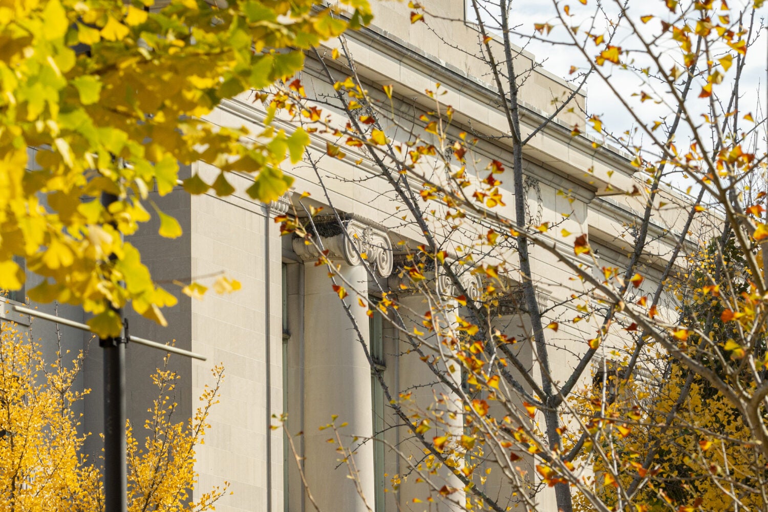 Langdell Hall surrounded by yellow fall trees