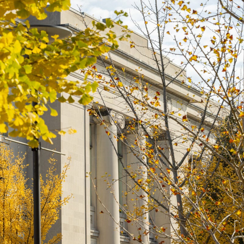 Langdell Hall surrounded by yellow fall trees