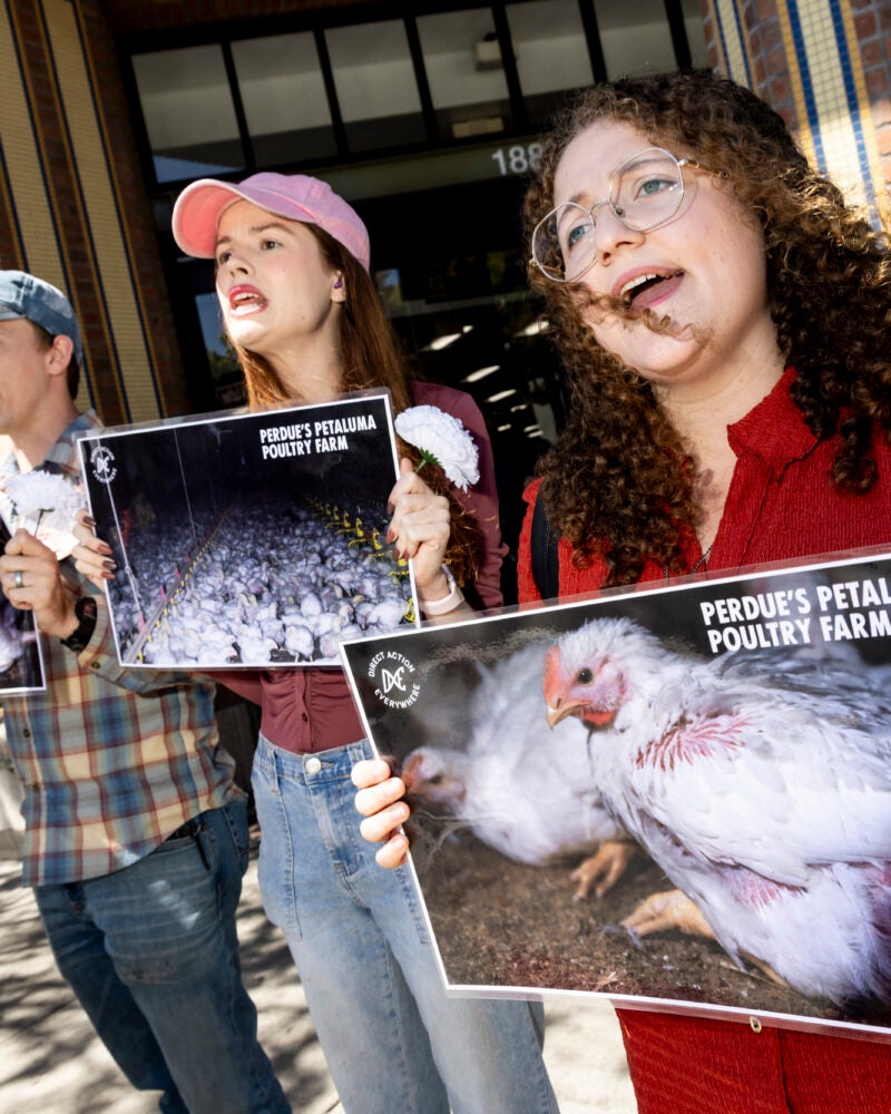 Three people stand in front of a store holding signs protesting a poultry farm.
