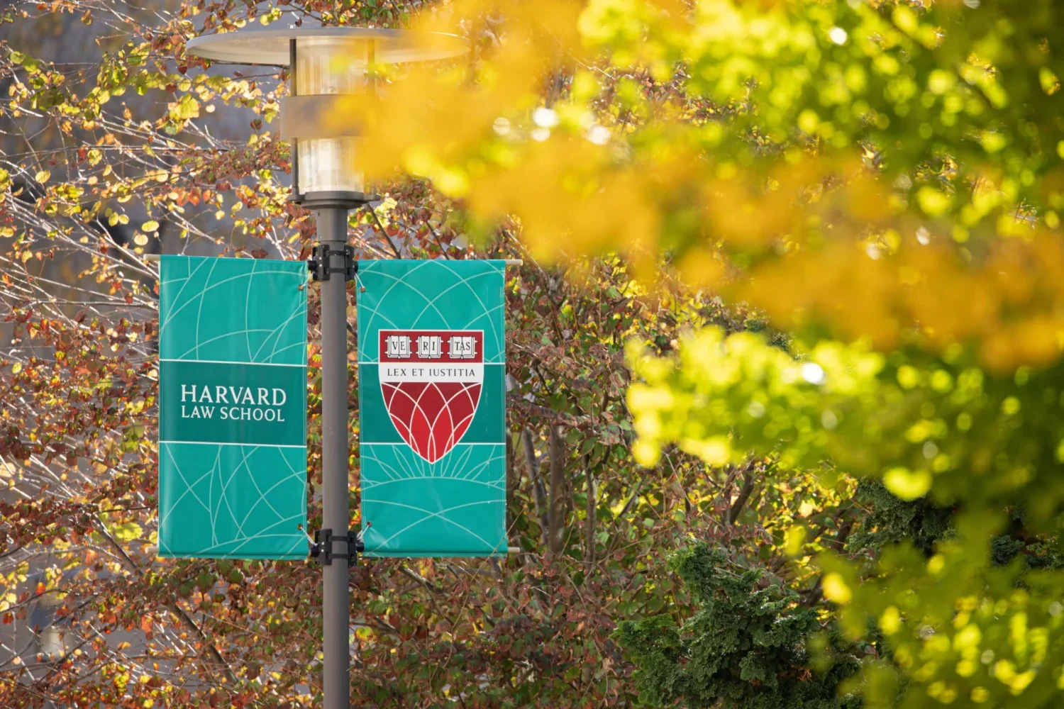 Harvard shield on teal banner next to fall leaves