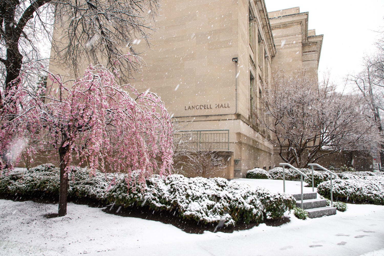 Snow falling in front of Langdell Hall