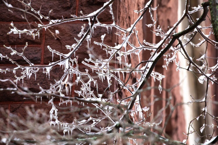 Icicles forming on branches