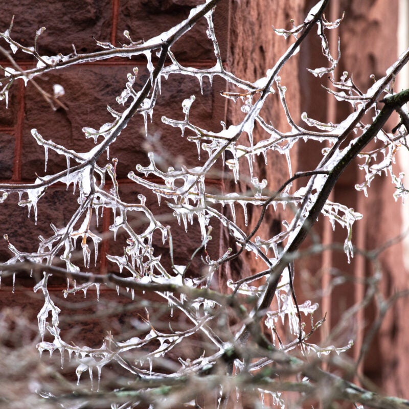Icicles forming on branches