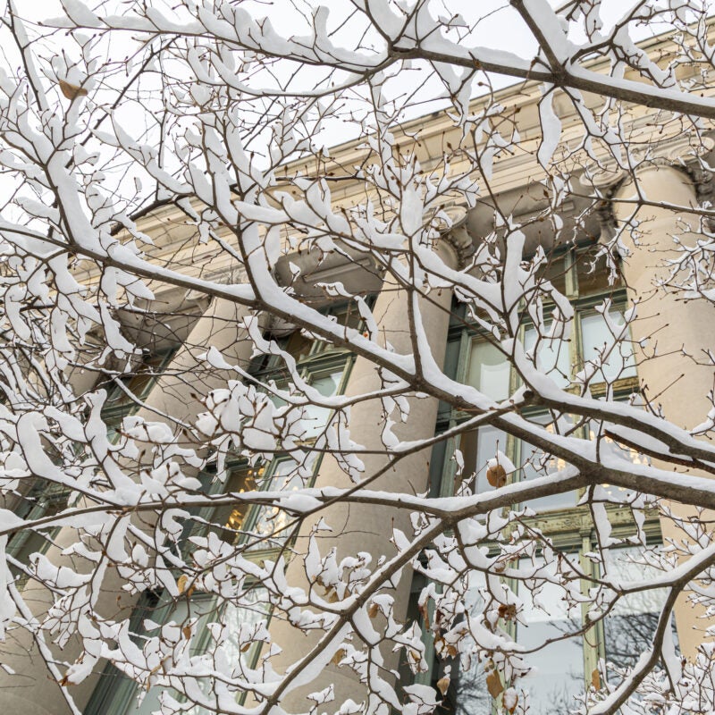 Snow on tree branches