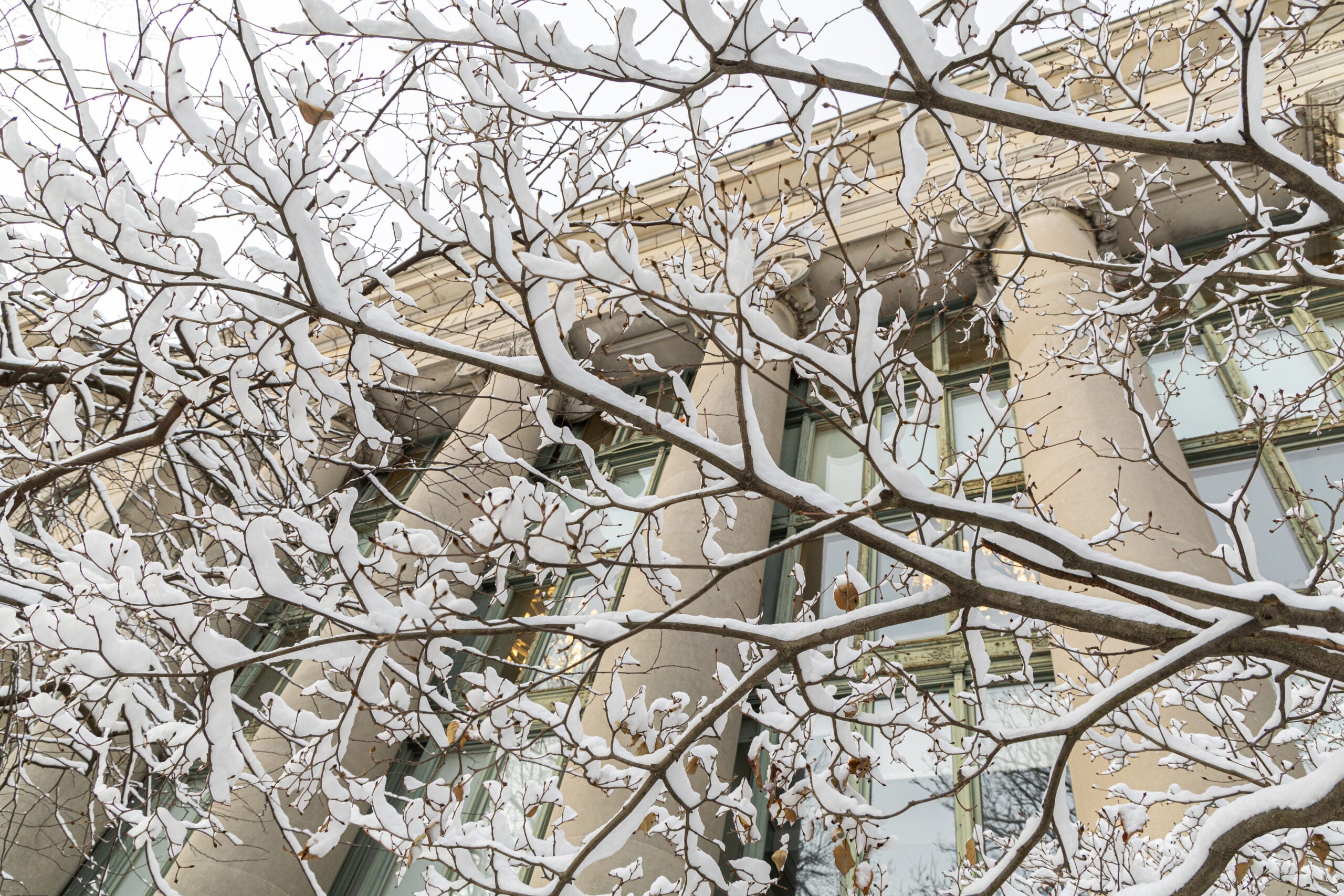 Snow on tree branches