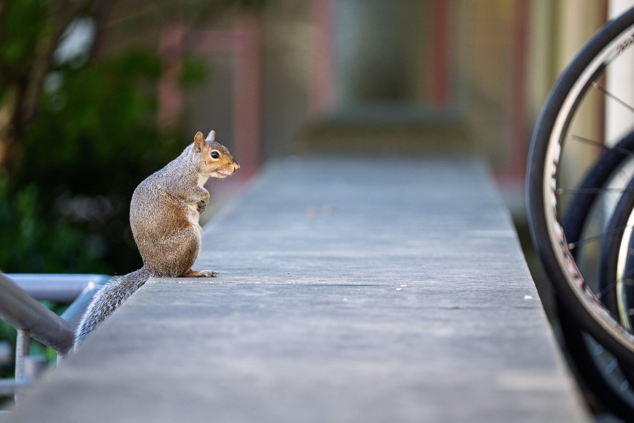 A squirrel on campus.