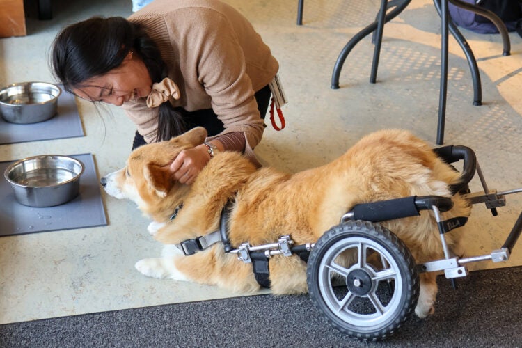 A student kneels and pets a corgi dog using a mobility device on its back legs.