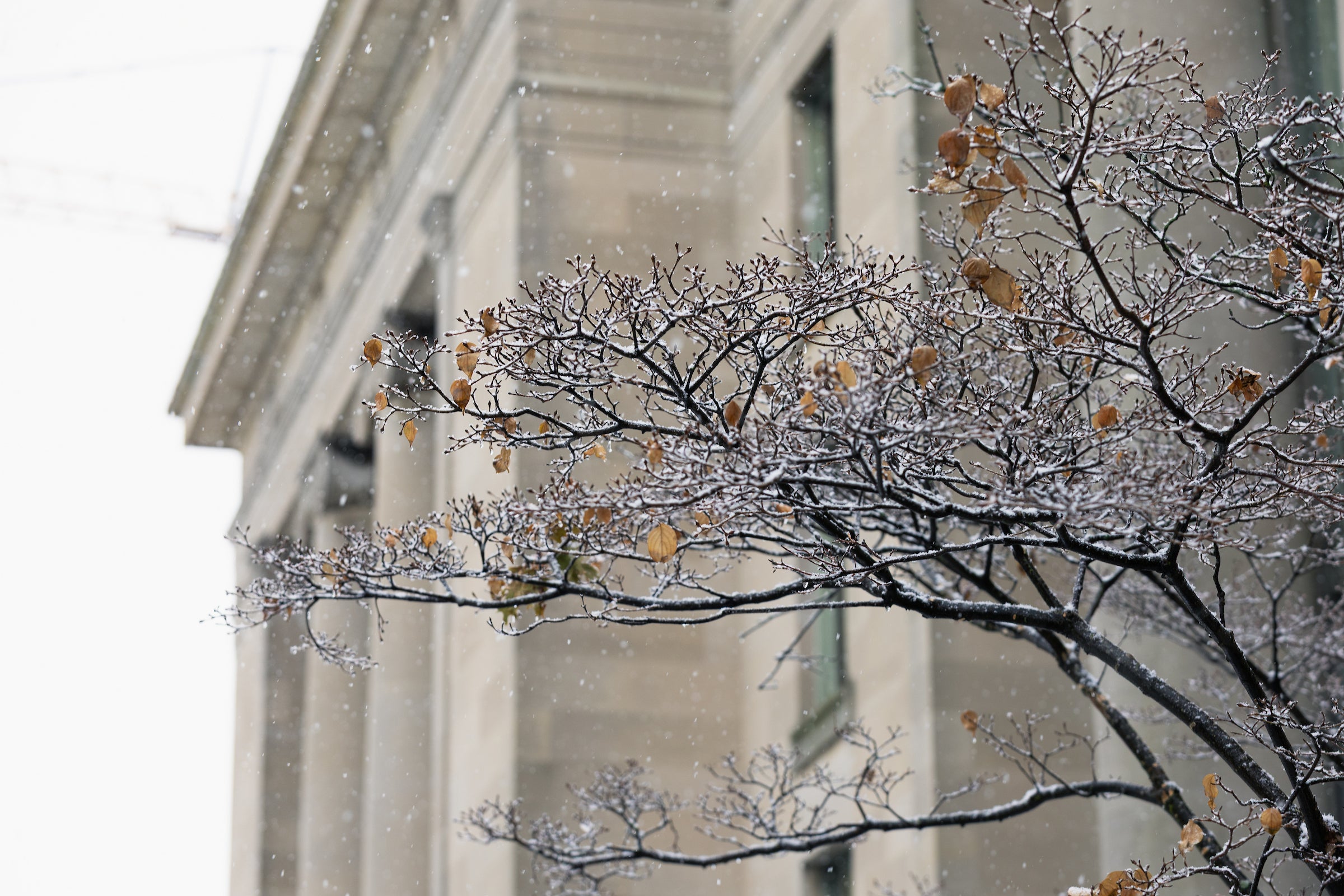 Close up of snow covered branch in front of a building.