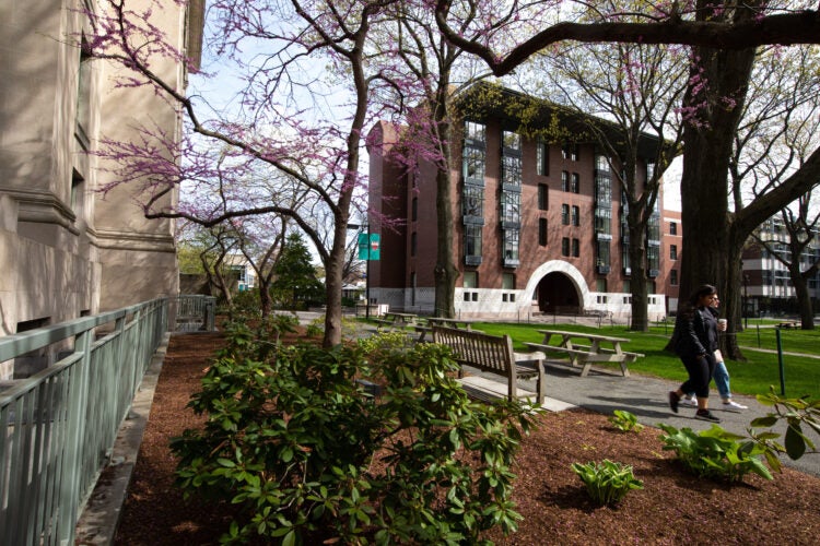 Spring campus view of Hauser Hall and Langdell Hall