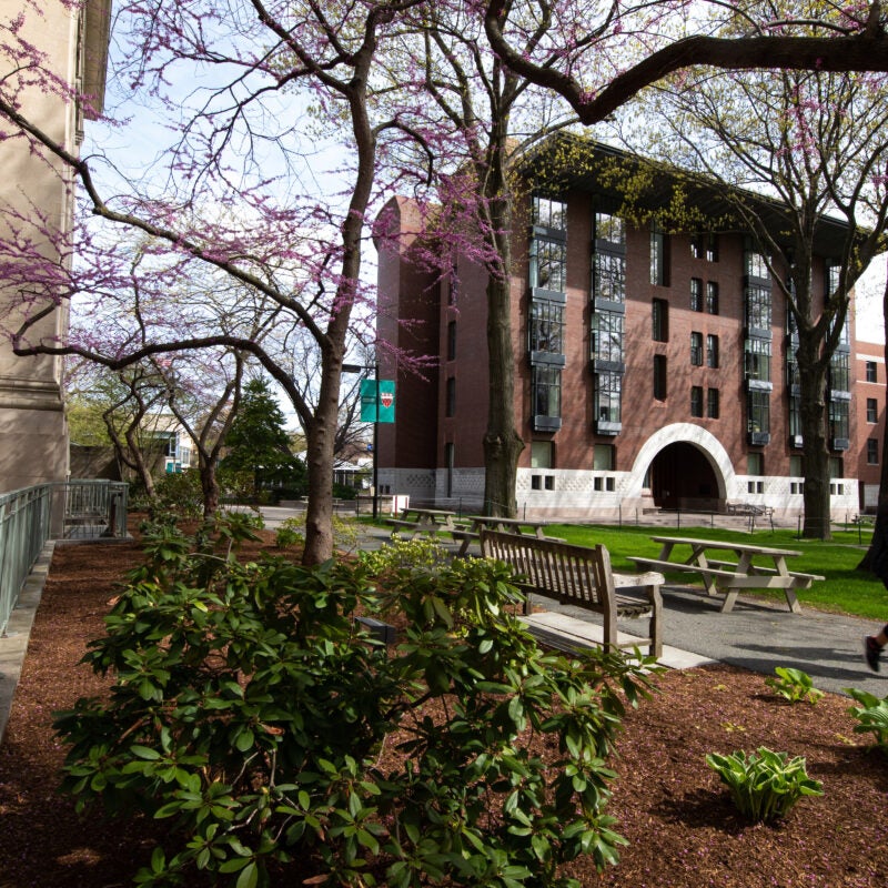 Spring campus view of Hauser Hall and Langdell Hall