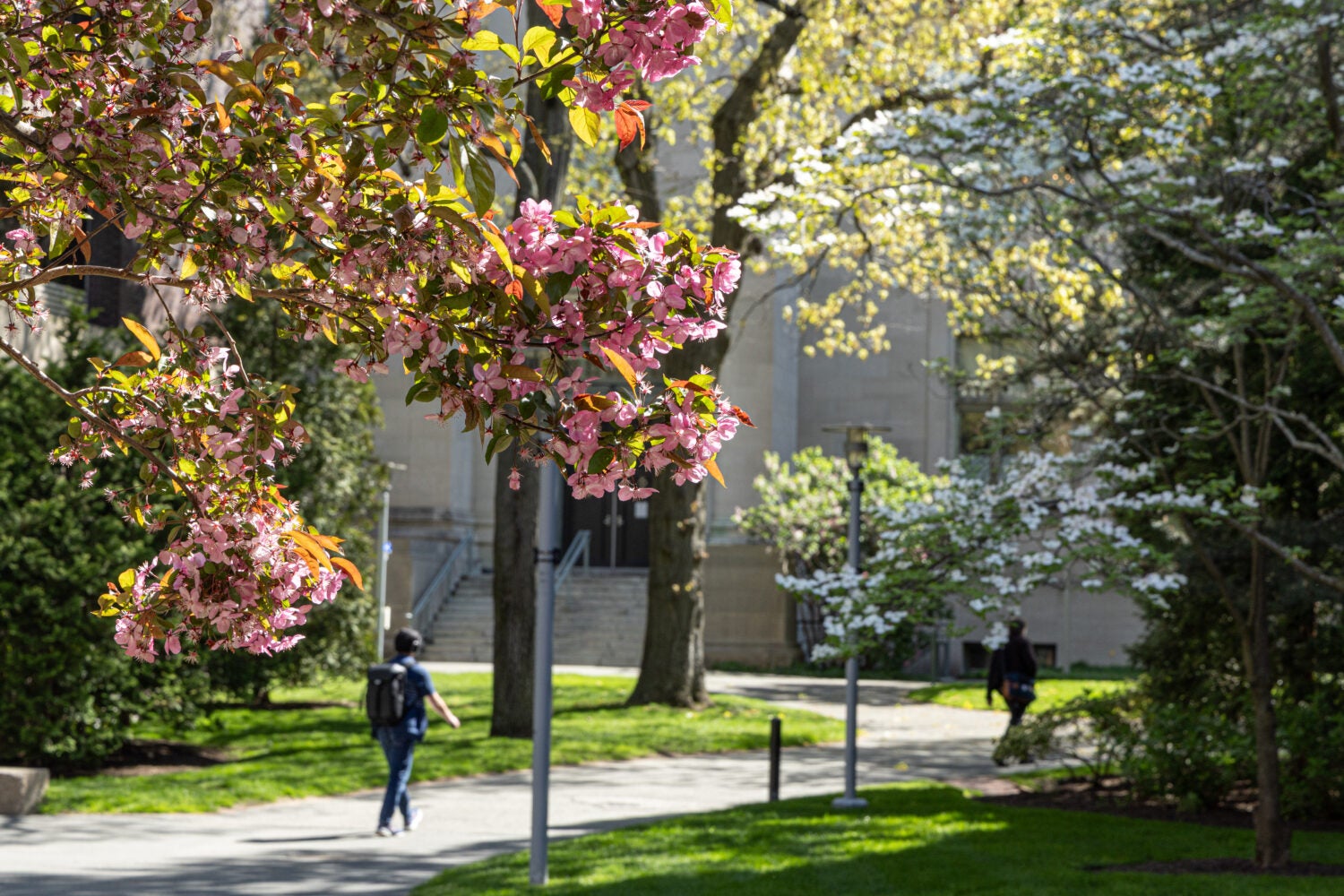 Student walking under pink and white trees