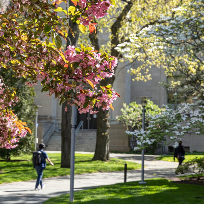 Student walking under pink and white trees