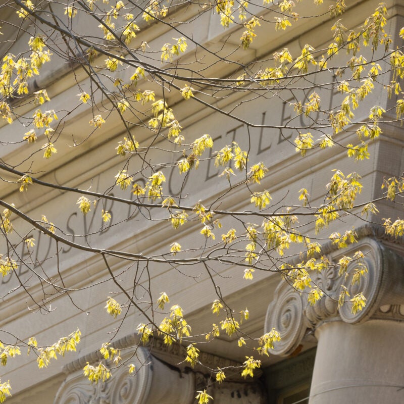 Yellow budding flowers in front of Langdell Hall