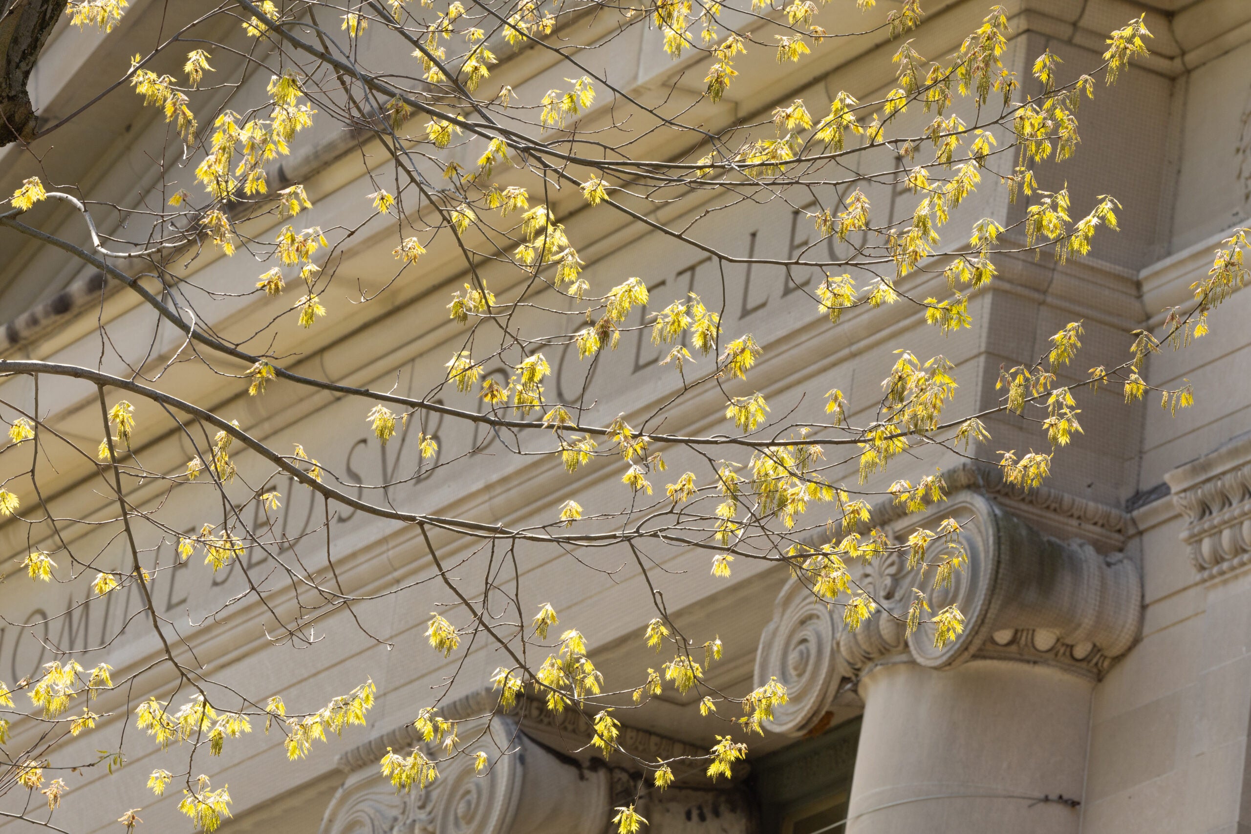 Yellow budding flowers in front of Langdell Hall