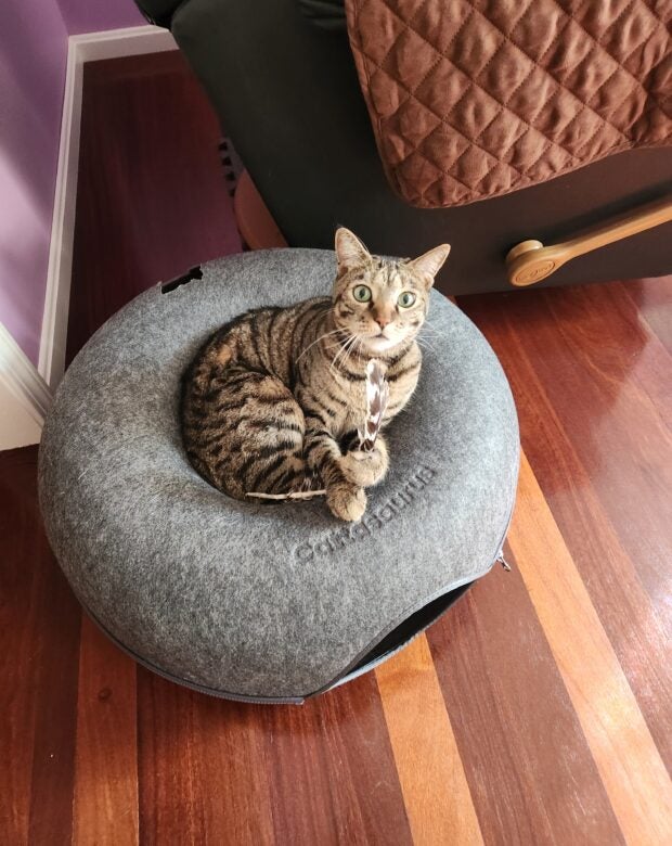 Cat sitting in a pillow.