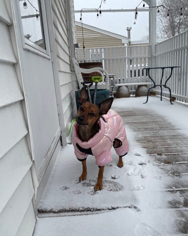 Dog wearing pink coat in the snow