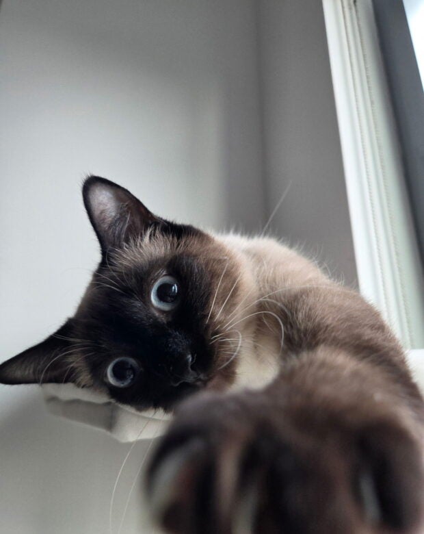 cat reaching paw out.