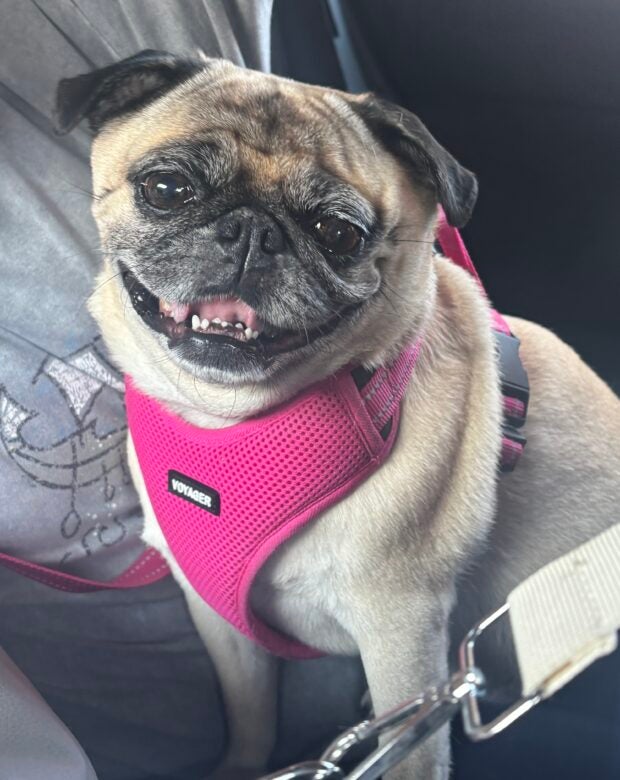 dog wearing pink harness