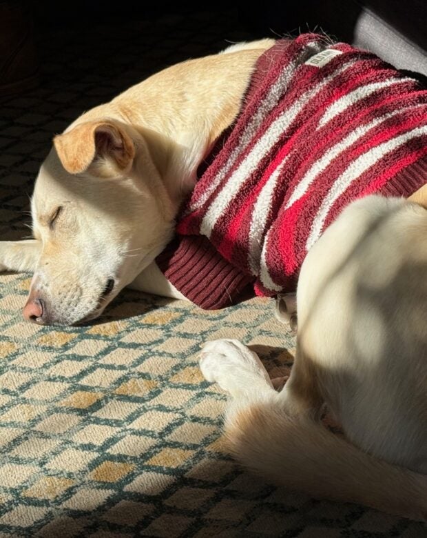 dog sleeping in the sun