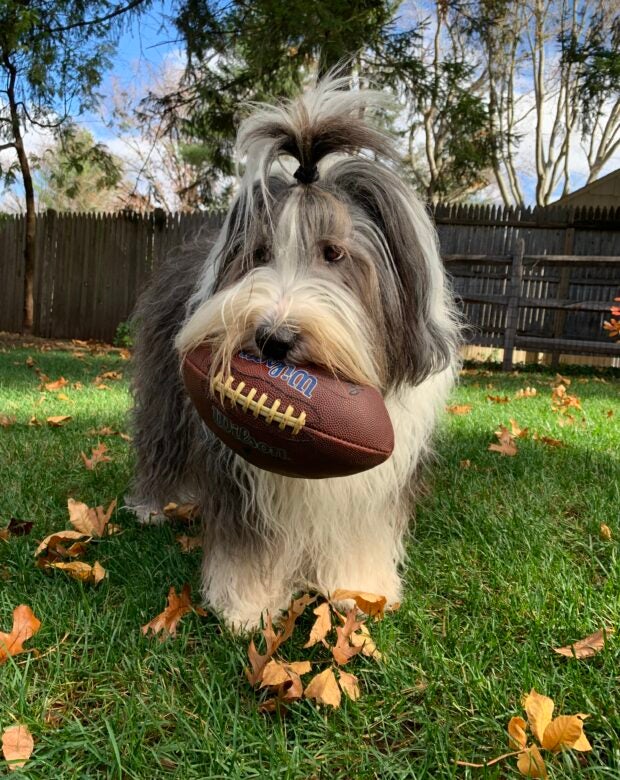 dog holding football in its mouth