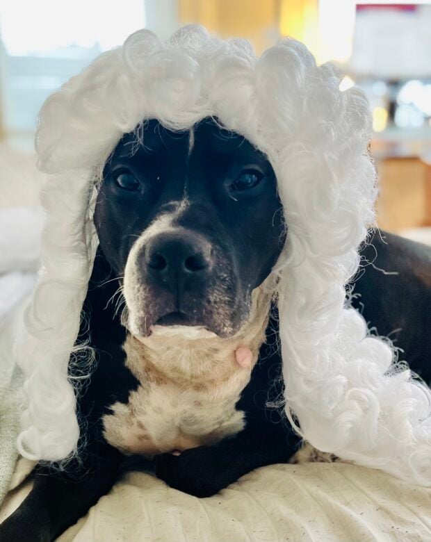 dog wearing a wig