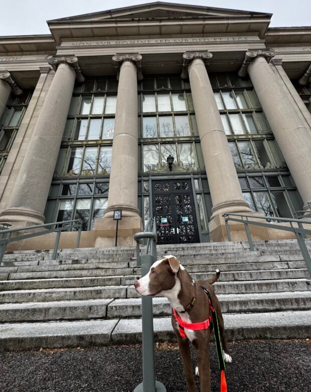 Dog in front of Langdell Hall