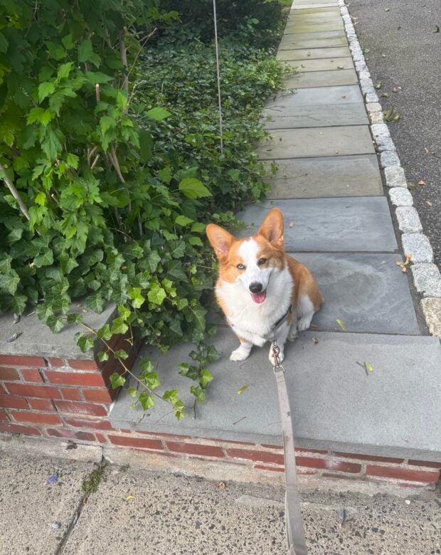 dog on sidewalk