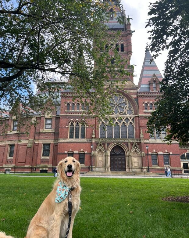 dog in front of building