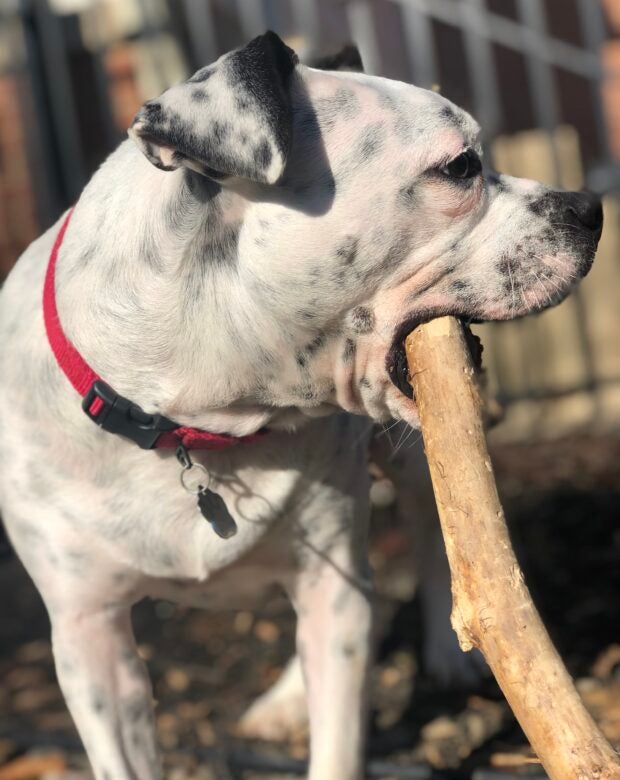 Dog with stick in its mouth
