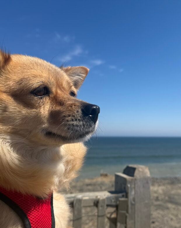 dog in front of a skyline